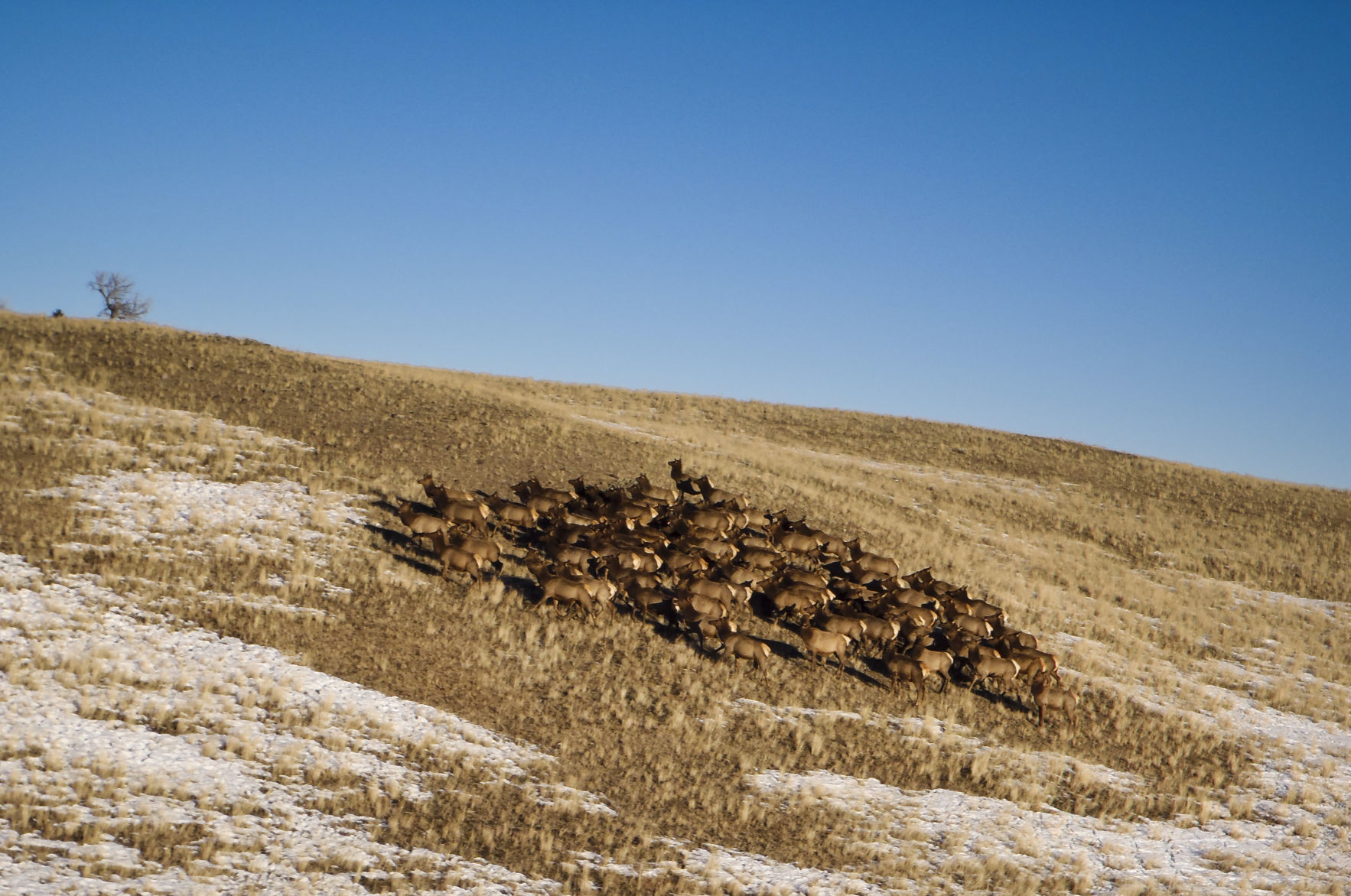 Elkhorn elk study